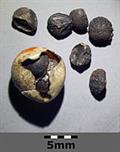 مارچوبه